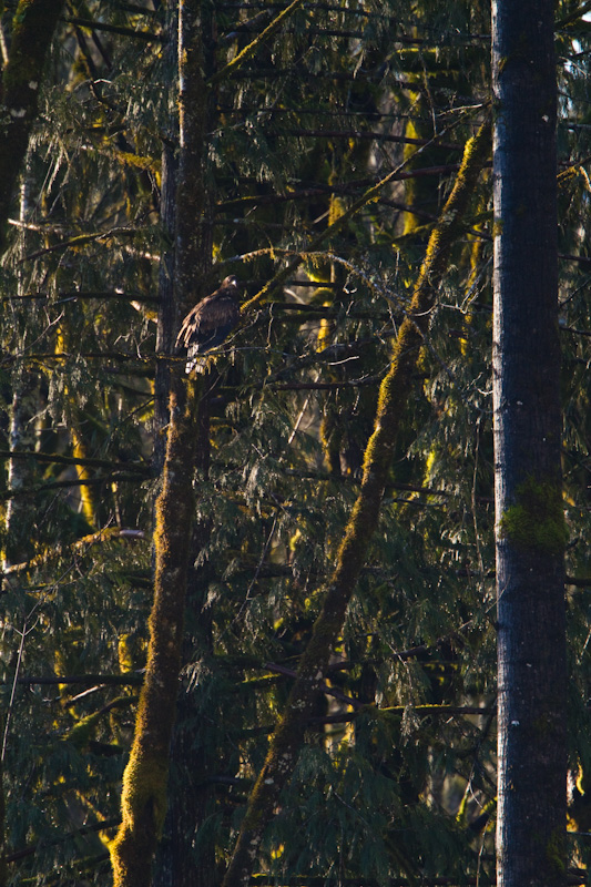 Bald Eagle In Tree